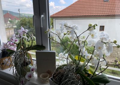Hortenzia Vendégház Mór
